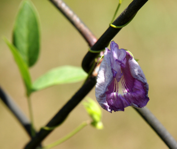 [A close view of a single bloom which appears to be one large triangular-shaped petal with a smaller petal in the upper narrow part of the triangle. The flower is mostly deep purple, but has white stripes in the center and some other portions white. The vine is very thin and wrapped around the rusted metal fencing. There are some bright green oval leaves on the other side of the fence.]